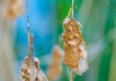 教育资源库的在线短信网页版免费版